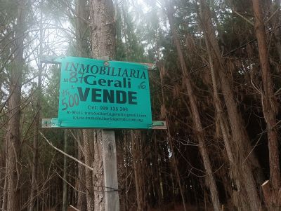 Terrenos Manz 87 s 6 zona de nosque de pino, zona Av .central  Punta del Diablo