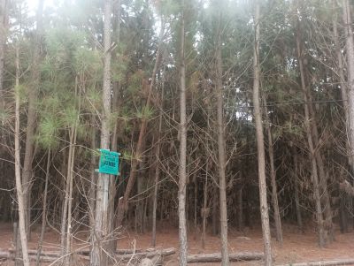 Terrenos Manz 87 s 6 zona de nosque de pino, zona Av .central  Punta del Diablo