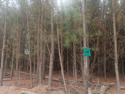 Terrenos Manz 87 s 6 zona de nosque de pino, zona Av .central  Punta del Diablo