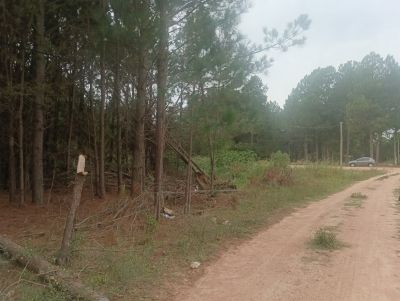 Terrenos Manz 87 s 6 zona de nosque de pino, zona Av .central  Punta del Diablo