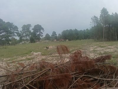 Terrenos Manz 87 s 6 zona de nosque de pino, zona Av .central  Punta del Diablo
