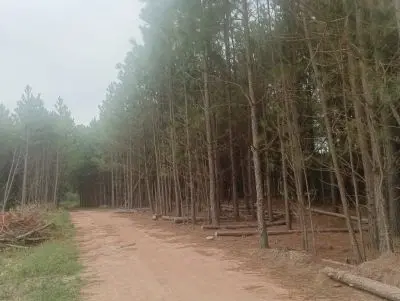 Manz 87 s 6 zona de nosque de pino, zona Av .central 