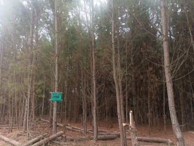 Terrenos Manz 87 s 6 zona de nosque de pino, zona Av .central  Punta del Diablo