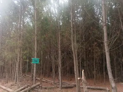 Lots Manz 87 s 6 zona de nosque de pino, zona Av .central  Punta del Diablo