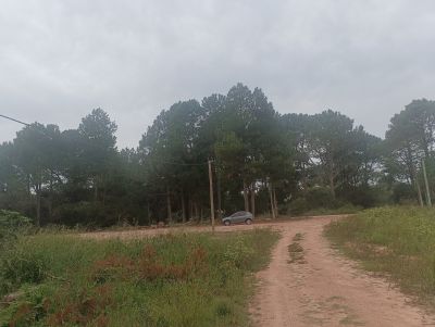 Terrenos Manz 87 s 6 zona de nosque de pino, zona Av .central  Punta del Diablo