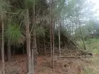 Lots Manz 87 s 6 zona de nosque de pino, zona Av .central  Punta del Diablo