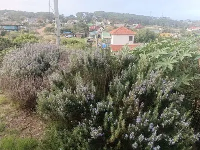 Complexo Las Manguilas Excelente Oportunidad Punta del Diablo