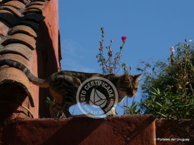 Tip Las historias de Colonia Colonia del Sacramento