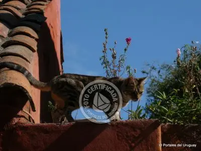 Tejados de Colonia del Sacramento