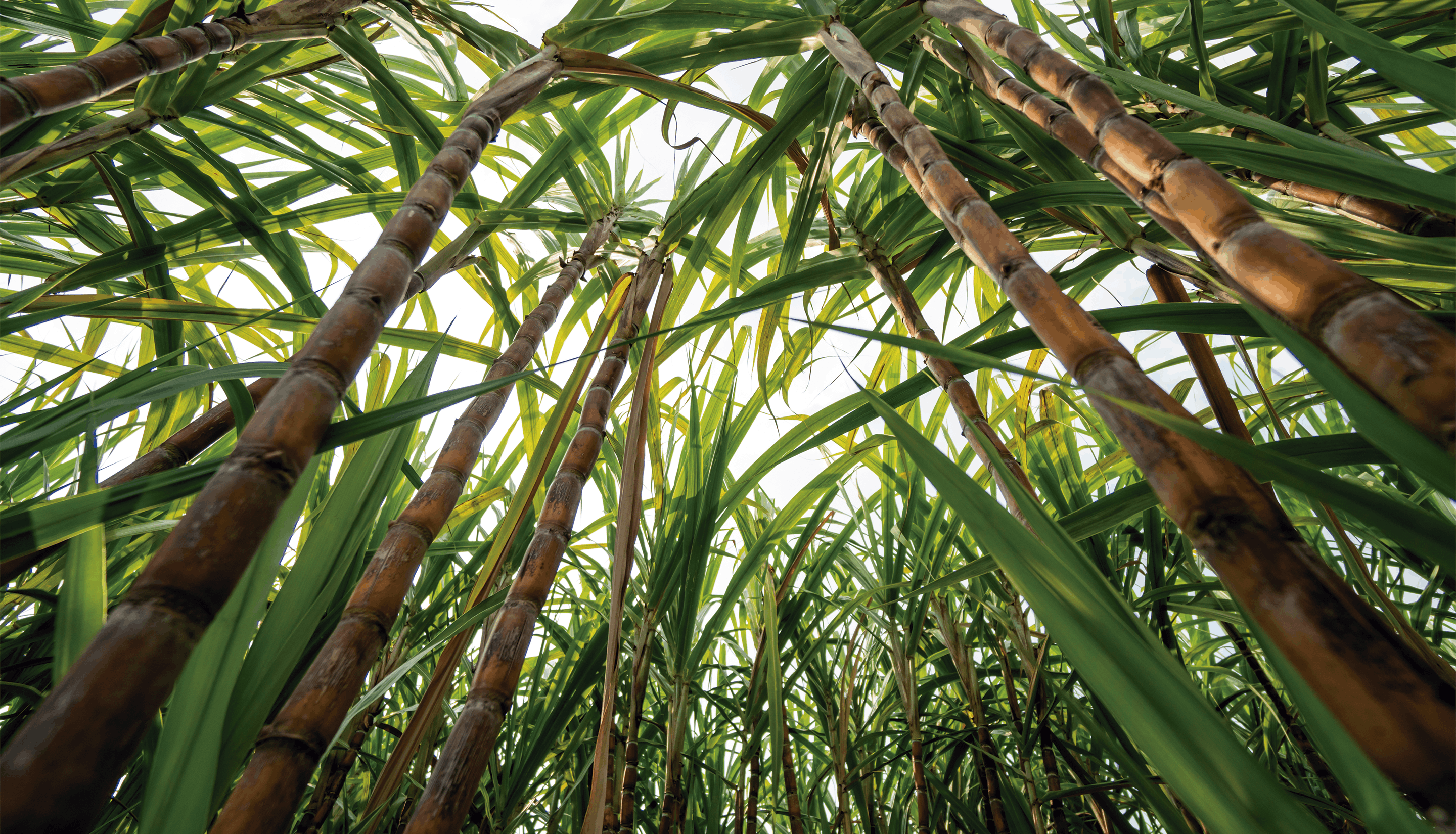 Primeiros resultados da safra 2026/27 mostram avanço da produtividade agrícola no Centro-Sul