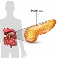 Body outline showing some digestive organs with a close-up of the pancreas.