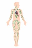 Body outline showing the lymphatic system.