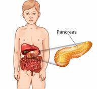 Digestive organs in a child's body with a close-up of the pancreas.