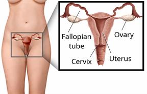 Female body area with a close-up showing the fallopian tubes, ovaries, cervix, vagina, and uterus, or womb.