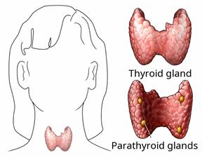Outline of an adult upper body, showing the thyroid gland and the parathyroid glands. 