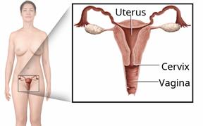 A female body showing the reproductive organs, with a close-up view of the uterus, cervix, and vagina.