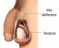 The male reproductive system, showing the penis, vas deferens, and a testicle.