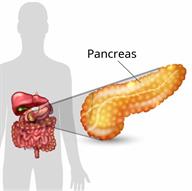 Body outline showing some digestive organs with a close-up of the pancreas.