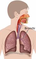 Upper body outline showing parts of the respiratory system, highlighting the bronchi.