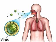 The human body, showing how a virus travels from the air to a person's lungs. 
