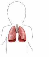 Outline of a child's upper body showing the lungs.