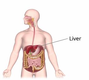 Body outline showing the digestive tract, including the liver.
