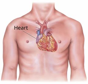 The heart inside the body.