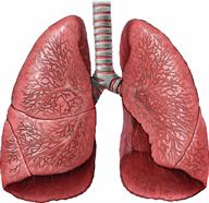 Front view of a person's lungs.