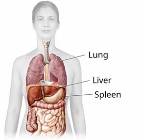 Upper body outline showing the lungs, liver, spleen, and other organs.