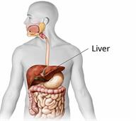 Body outline showing the liver and other parts of the digestive tract.