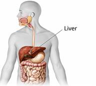 Body outline showing the liver and other parts of the digestive tract. 