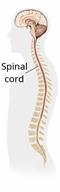 Side view of the brain and spinal cord.