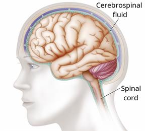 Outline of the head showing the brain, cerebrospinal fluid, and spinal cord.