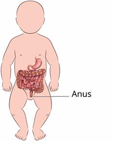 Outline of a baby's body that shows the anus.