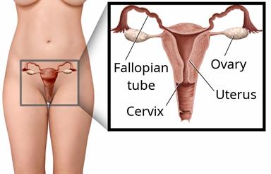 Female body area with a close-up showing the fallopian tubes, ovaries, cervix, and uterus.