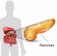 Outline of the human body, showing some digestive organs with a close-up of the pancreas.