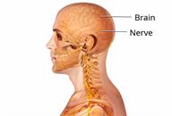 Side view of a person's upper body showing the brain and a nerve in the brain.