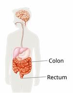 Outline of a child's body that shows the colon and rectum.