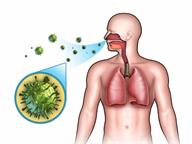 The human body, showing how the coronavirus travels from the air to a person's lungs.