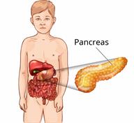 Digestive organs in a child's body with a close-up of the pancreas.