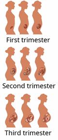 A timeline of fetal growth during a pregnancy. The gestation period for a baby is around 9 months long.