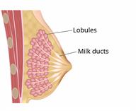The side view of the inside of a breast, showing lobules and milk ducts.