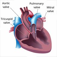 A close-up of the heart showing the different valves, including the aortic, tricuspid, pulmonary, and mitral valves.