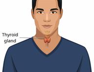 An adult, showing the location of the thyroid gland. 