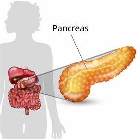 Body outline showing some digestive organs with a close-up of the pancreas.