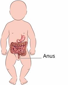 Outline of a baby's body that shows the anus.
