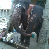Jophine Antony Jophine Antony
