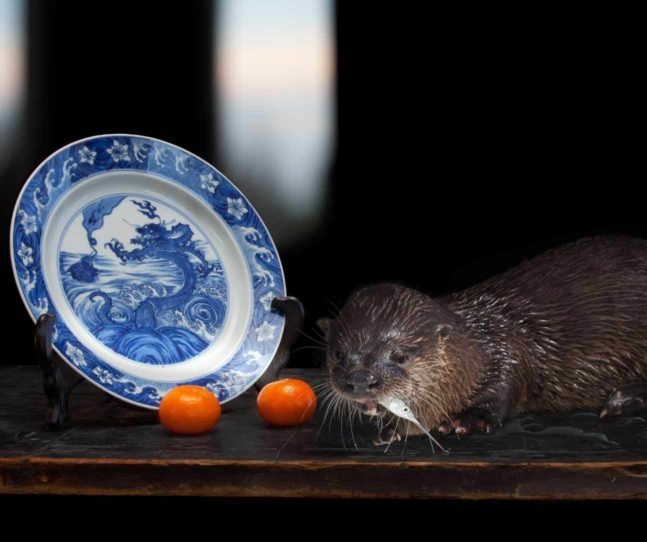 Order of Imagination: The Photographs of Olivia Parker