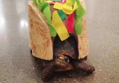 turtle