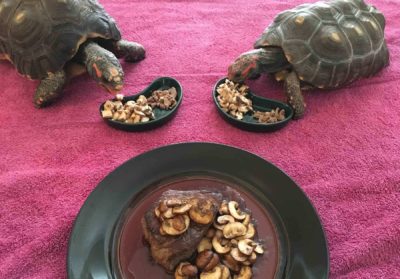 turtles and dish